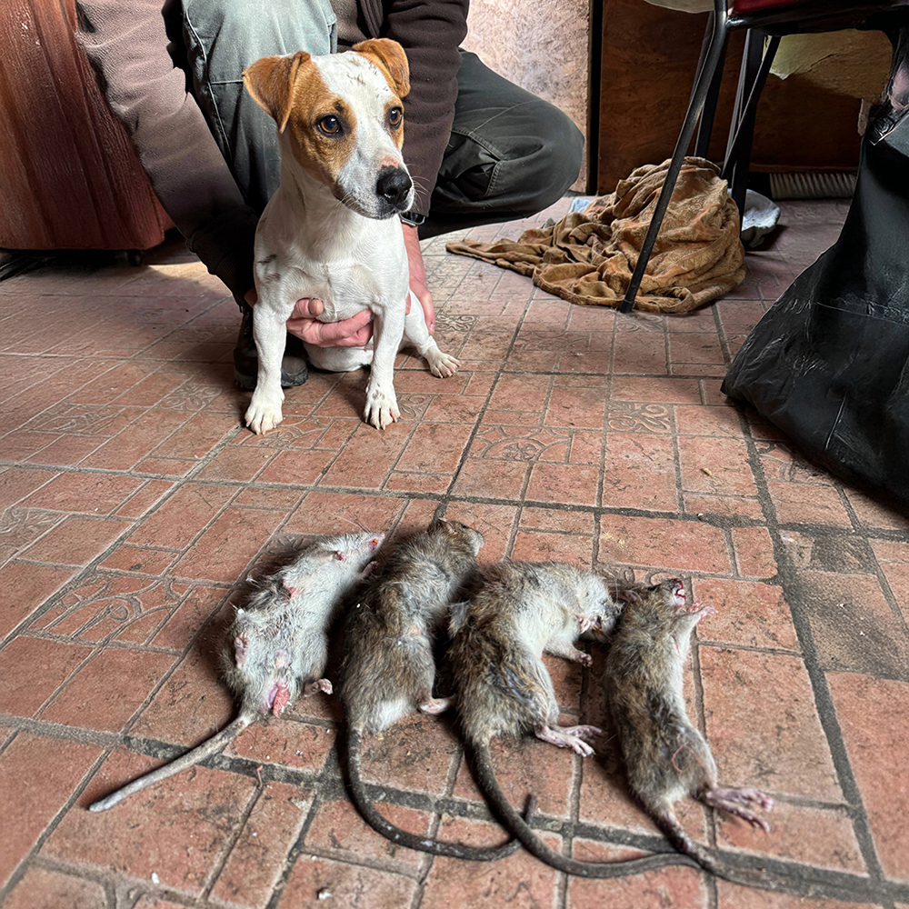 valassz-minket-potyike-sos-patkany